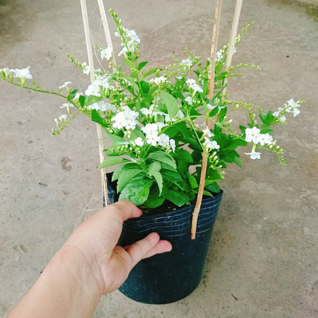 Cây Chuỗi Ngọc Trắng - chậu cây chuỗi ngọc thái siêu bông