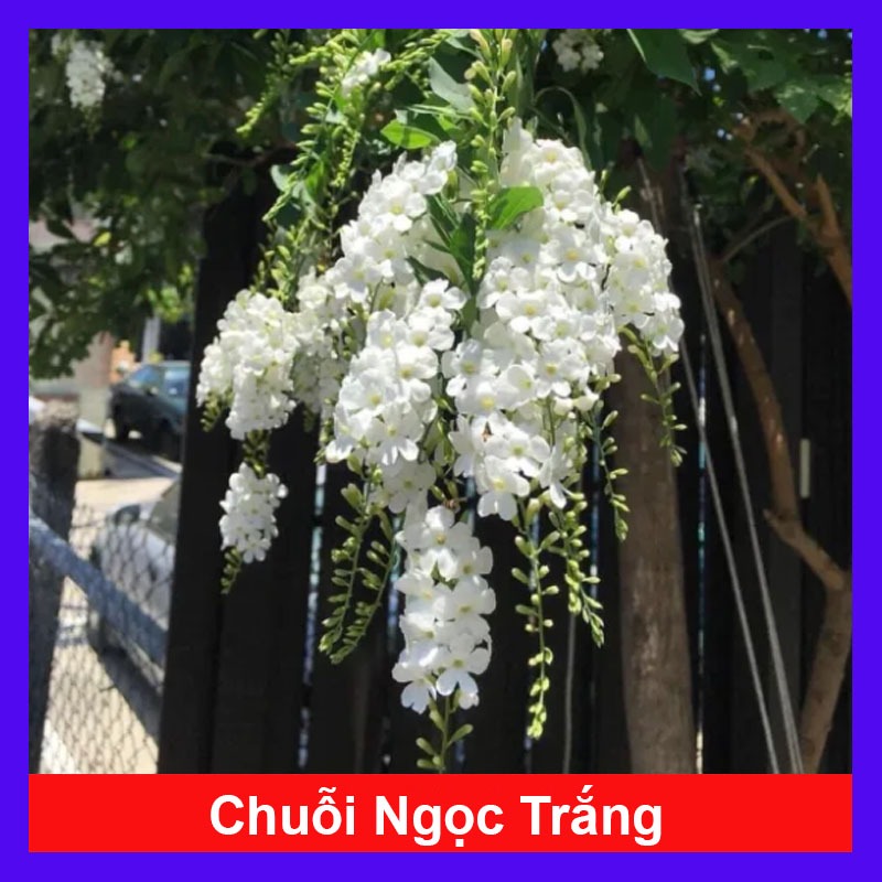 Cây Chuỗi Ngọc Trắng - chậu cây chuỗi ngọc thái siêu bông