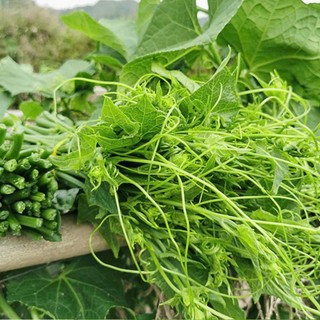 Hạt Giống Bí Siêu Ngọn Cao Sản | Ngọn Non Ăn Ngon, Dễ Trồng