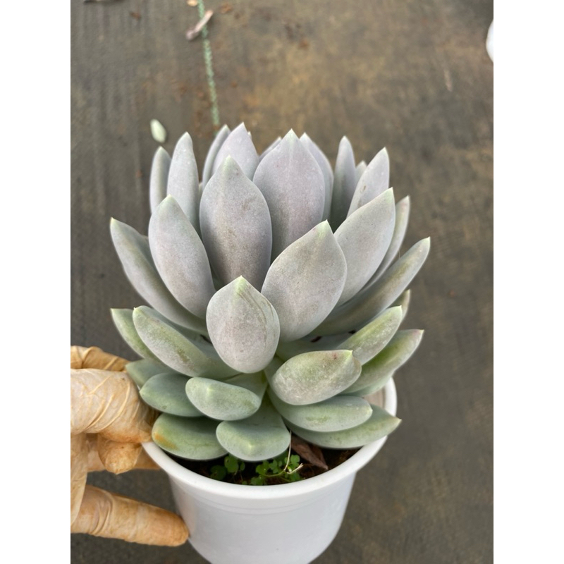Sen đá sỏi xám LINHDAN GARDREN. size trung 10-12cm