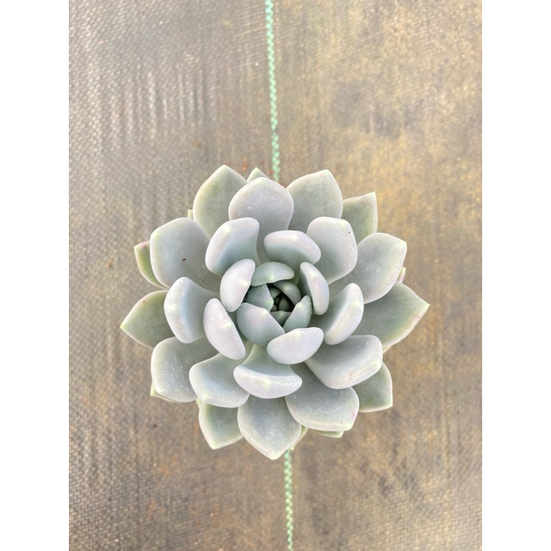 Sen đá sỏi xám LINHDAN GARDREN. size trung 10-12cm