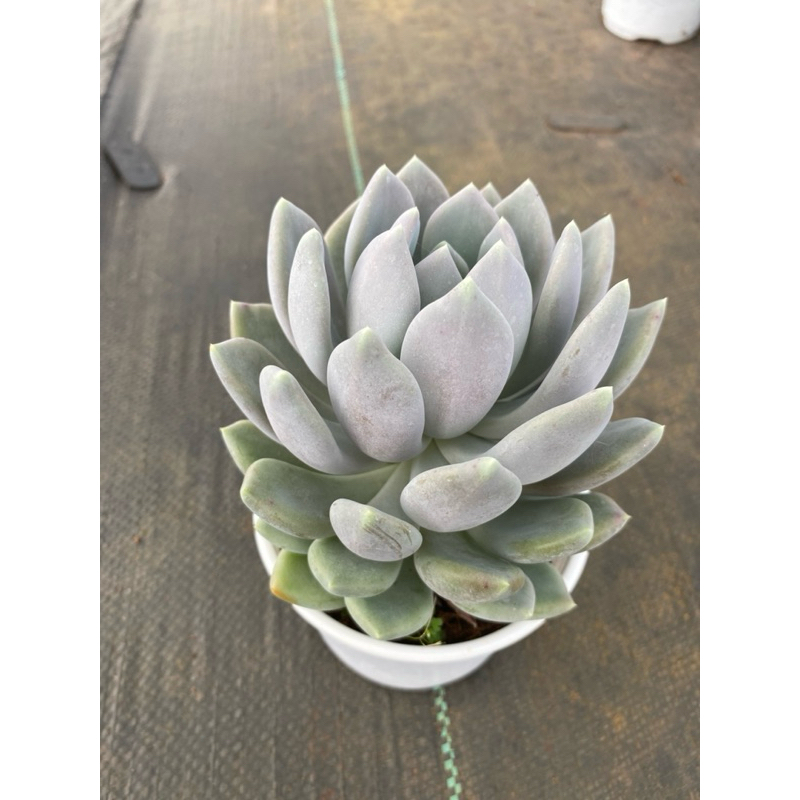 Sen đá sỏi xám LINHDAN GARDREN. size trung 10-12cm