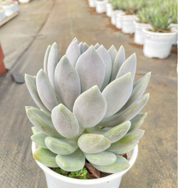 Sen đá sỏi xám LINHDAN GARDREN. size trung 10-12cm