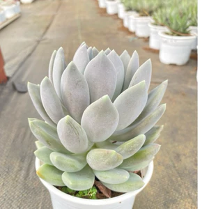 Sen đá sỏi xám LINHDAN GARDREN. size trung 10-12cm