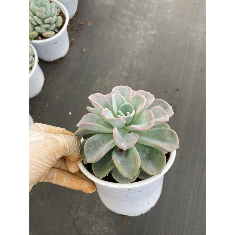 Sen đá Muỗng chậu nhỏ cao 15cm.