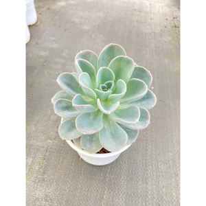 Sen đá Muỗng chậu nhỏ cao 15cm.