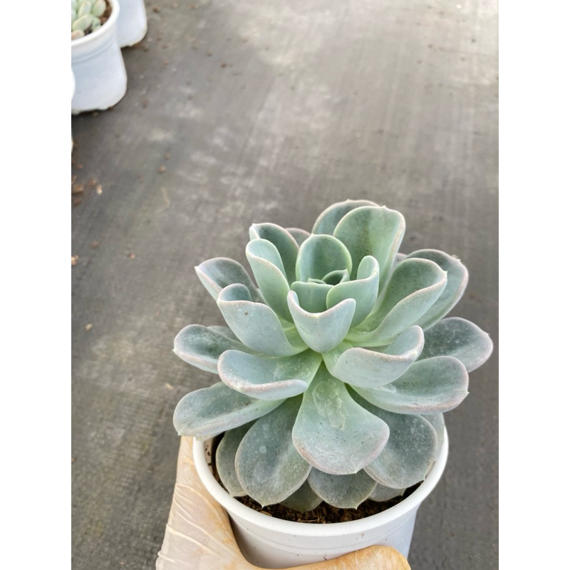 Sen đá Muỗng chậu nhỏ cao 15cm.