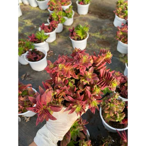 Sen đá Tứ phương lên màu đỏ LINHDAN GARDEN. Chậu 10cm , lỗi 1 đổi 1!