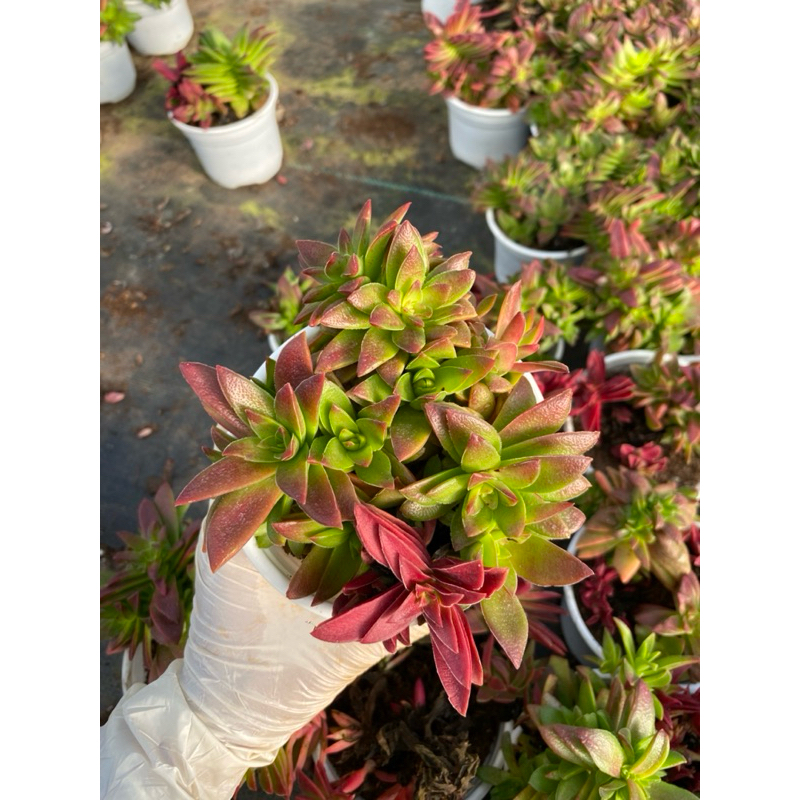 Sen đá Tứ phương lên màu đỏ LINHDAN GARDEN. Chậu 10cm , lỗi 1 đổi 1!