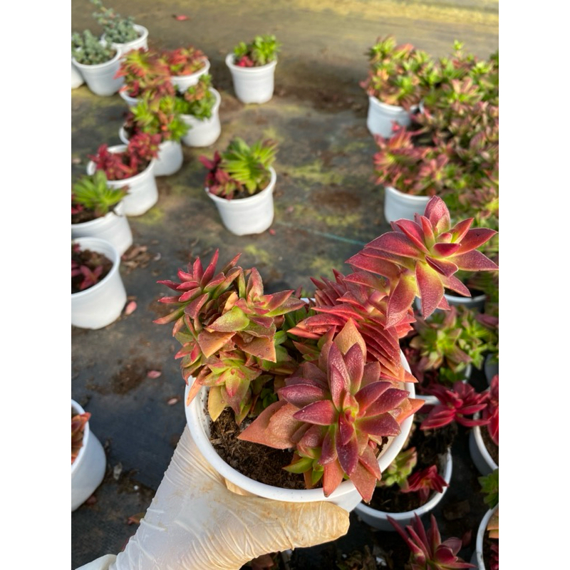 Sen đá Tứ phương lên màu đỏ LINHDAN GARDEN. Chậu 10cm , lỗi 1 đổi 1!
