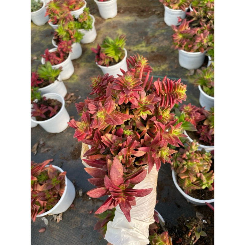 Sen đá Tứ phương lên màu đỏ LINHDAN GARDEN. Chậu 10cm , lỗi 1 đổi 1!
