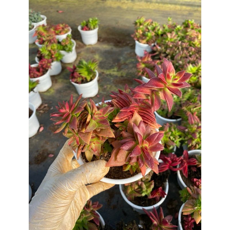 Sen đá Tứ phương lên màu đỏ LINHDAN GARDEN. Chậu 10cm , lỗi 1 đổi 1!