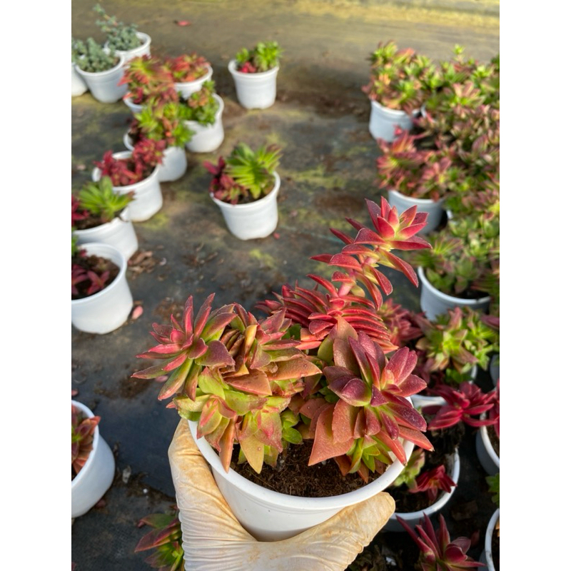 Sen đá Tứ phương lên màu đỏ LINHDAN GARDEN. Chậu 10cm , lỗi 1 đổi 1!
