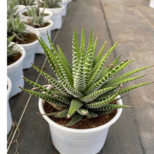 Sen đá MÓNG RỒNG LINHDAN GARDEN. Chậu 10cm cây cao 15cm. Lỗi 1 đỏi 1!