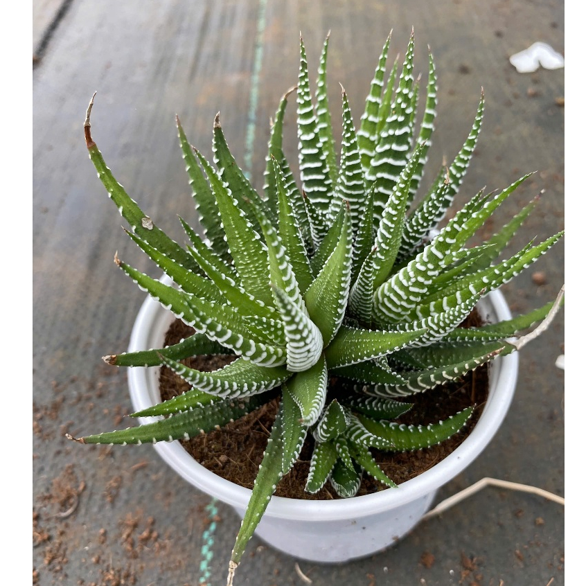 Sen đá MÓNG RỒNG LINHDAN GARDEN. Chậu 10cm cây cao 15cm. Lỗi 1 đỏi 1!