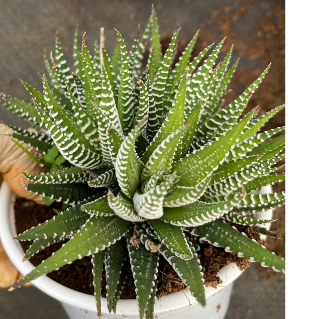 Sen đá MÓNG RỒNG LINHDAN GARDEN. Chậu 10cm cây cao 15cm. Lỗi 1 đỏi 1!