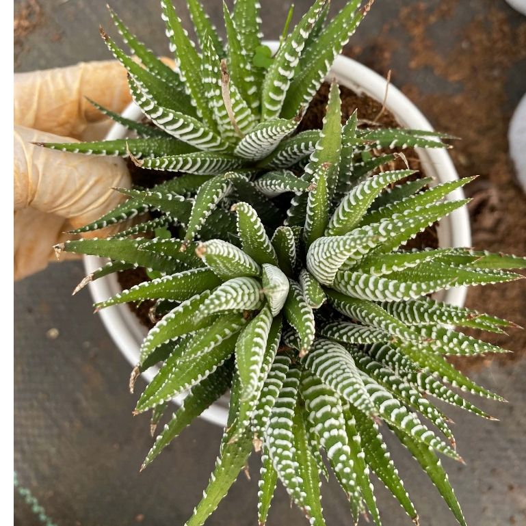 Sen đá MÓNG RỒNG LINHDAN GARDEN. Chậu 10cm cây cao 15cm. Lỗi 1 đỏi 1!