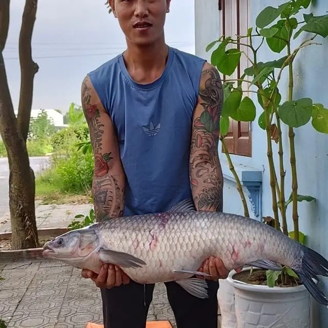 Mồi Câu Trắm Đen Số 10 | Mồi Câu Quỳnh Mai