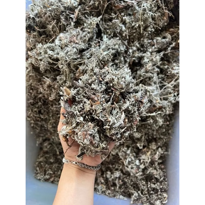 Bắc Tử Thảo Dùng Nấu Sâm Lạnh ( Khô, Sạch, Đẹp ) Hàng Loại 1