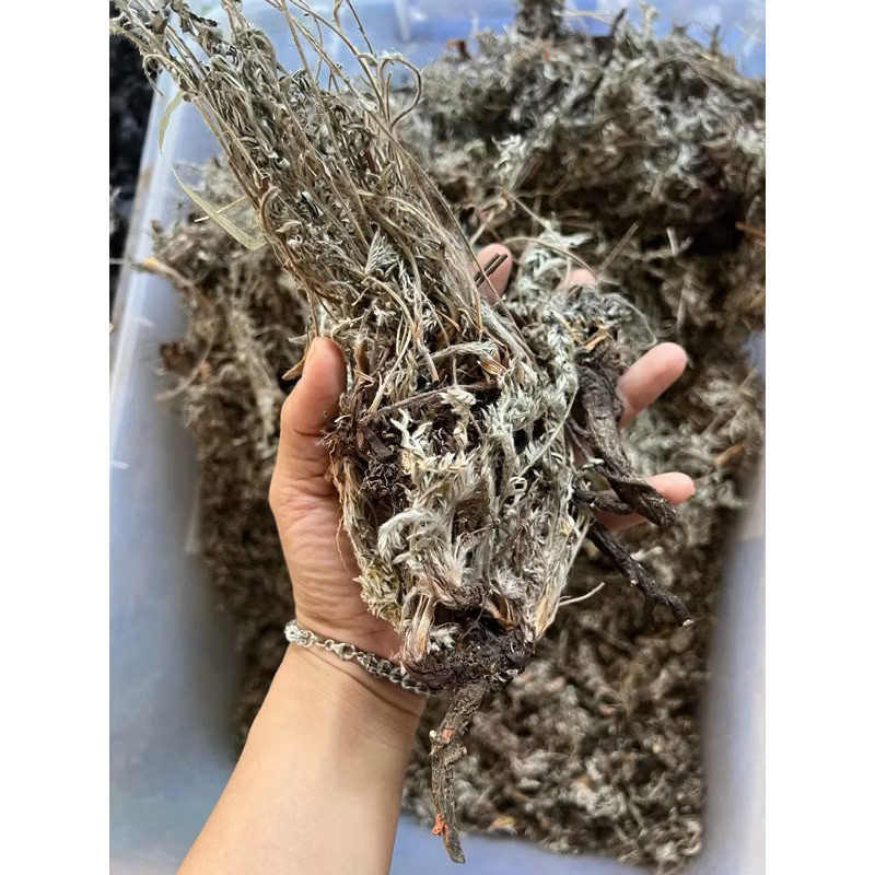 Bắc Tử Thảo Dùng Nấu Sâm Lạnh ( Khô, Sạch, Đẹp ) Hàng Loại 1