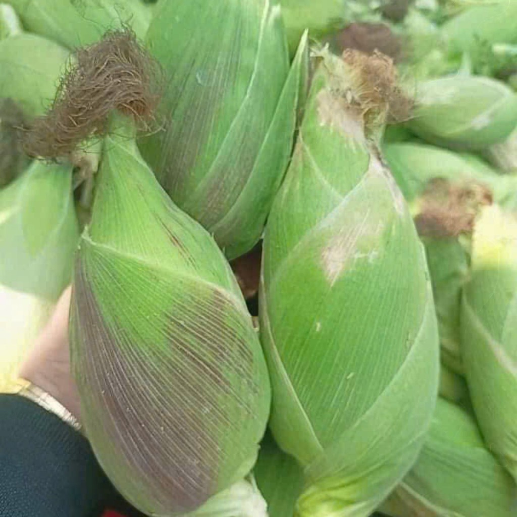 Hạt Giống Ngô Nù(Bắp Nù) Nảy Mầm 95% trồng mọi vùng miền