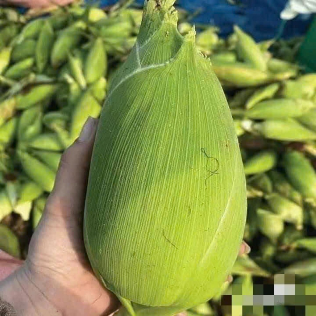 Hạt Giống Ngô Nù(Bắp Nù) Nảy Mầm 95% trồng mọi vùng miền