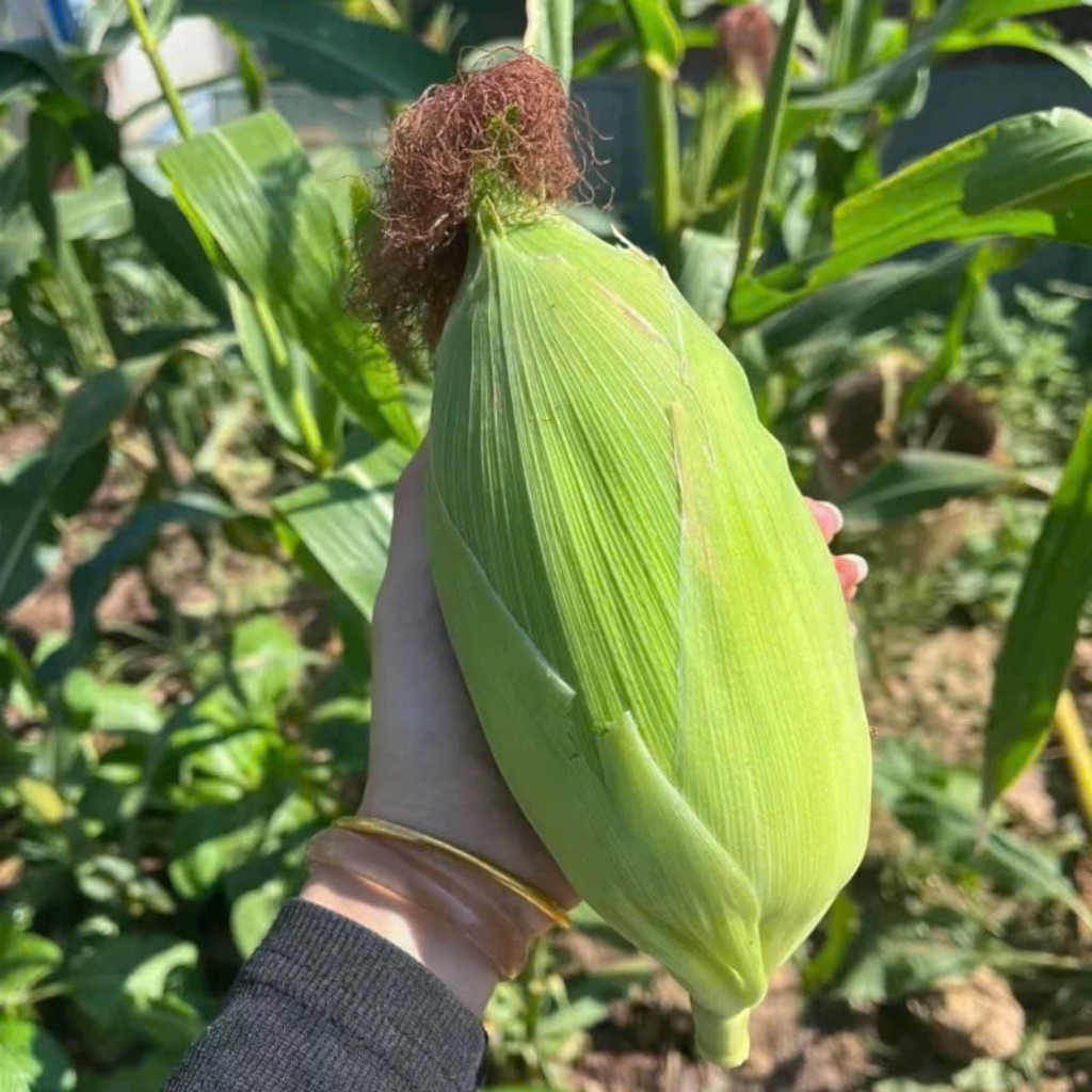 Hạt Giống Ngô Nù(Bắp Nù) Nảy Mầm 95% trồng mọi vùng miền
