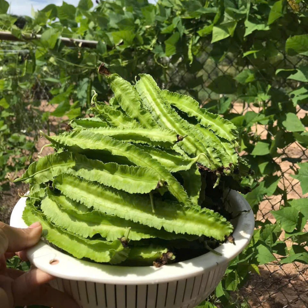 Hạt Giống Đậu Rồng Đỏ Cao Sản | Màu Đẹp, Ăn Ngon, Dễ Trồng
