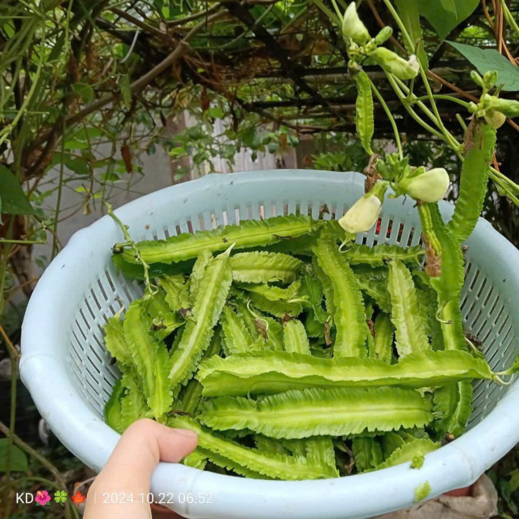 Hạt Giống Đậu Rồng Đỏ Cao Sản | Màu Đẹp, Ăn Ngon, Dễ Trồng