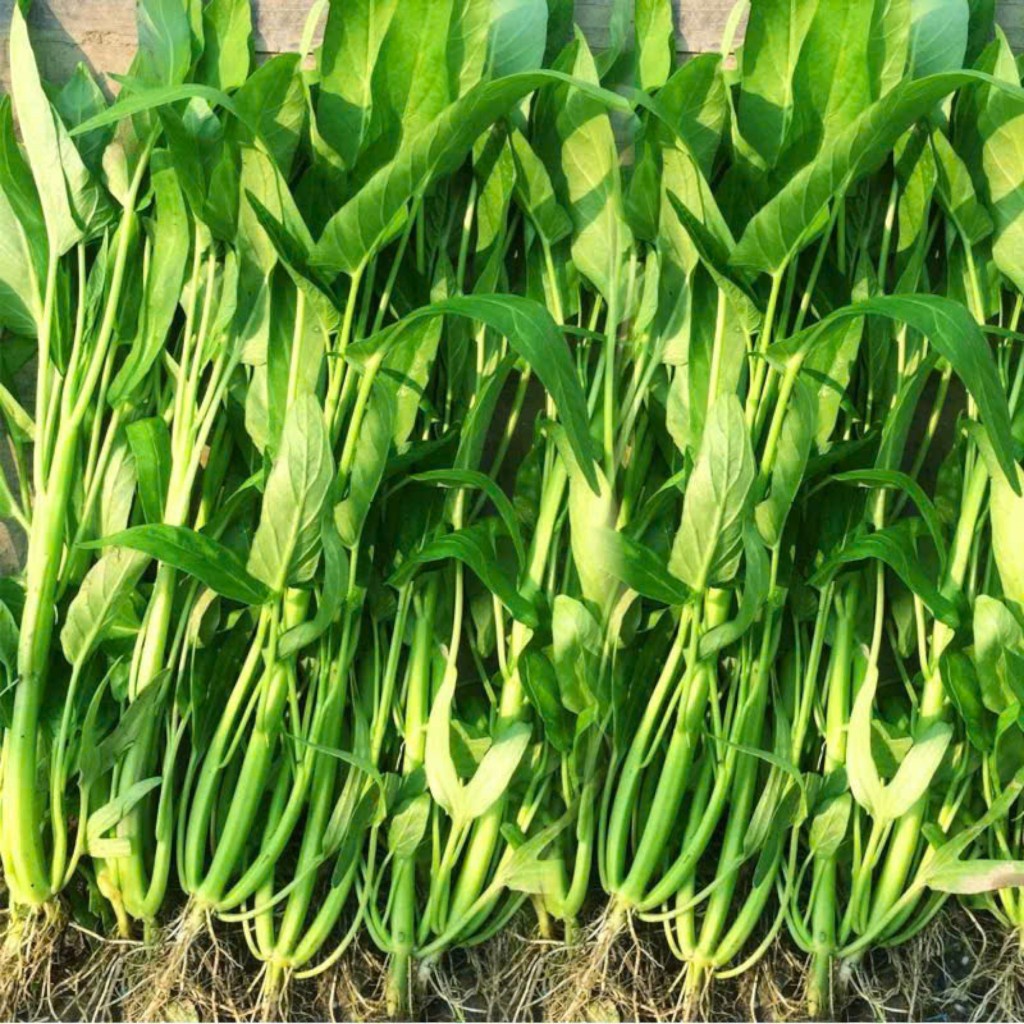 HẠT GIỐNG RAU MUỐNG BA CHẠC NHẬP KHẨU – NGỌN GIÒN, DỄ TRỒNG, NĂNG SUẤT CAO