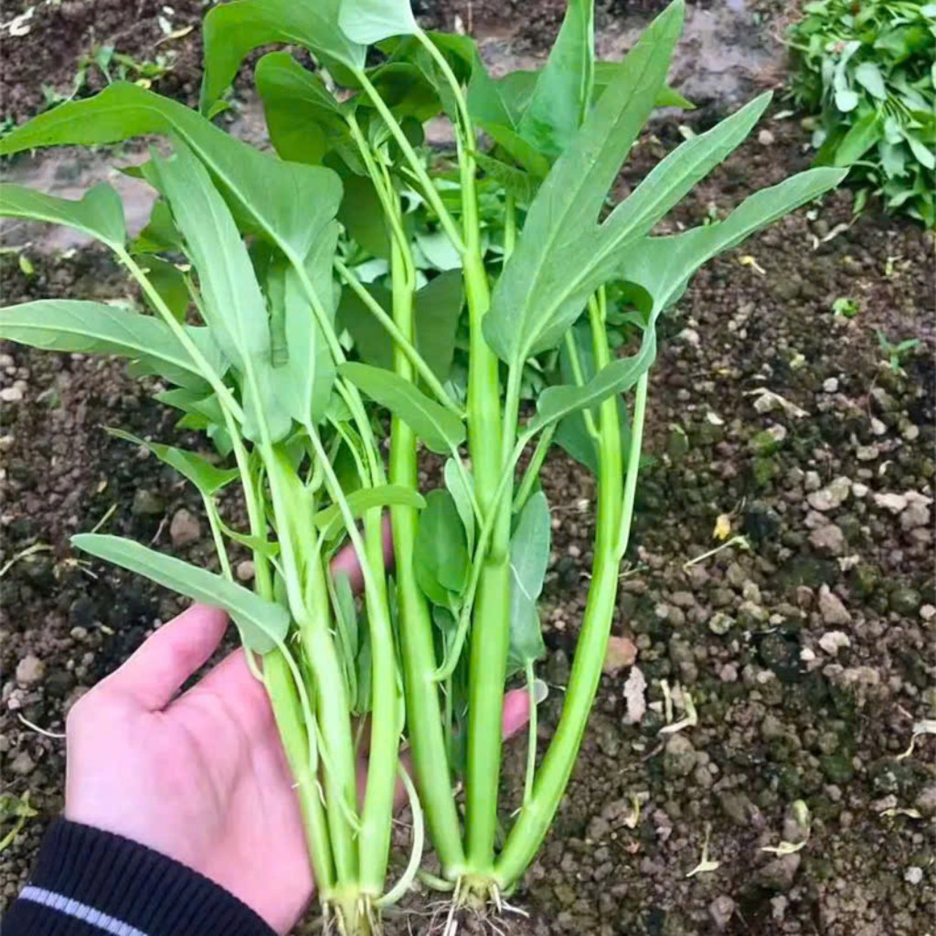 HẠT GIỐNG RAU MUỐNG BA CHẠC NHẬP KHẨU – NGỌN GIÒN, DỄ TRỒNG, NĂNG SUẤT CAO