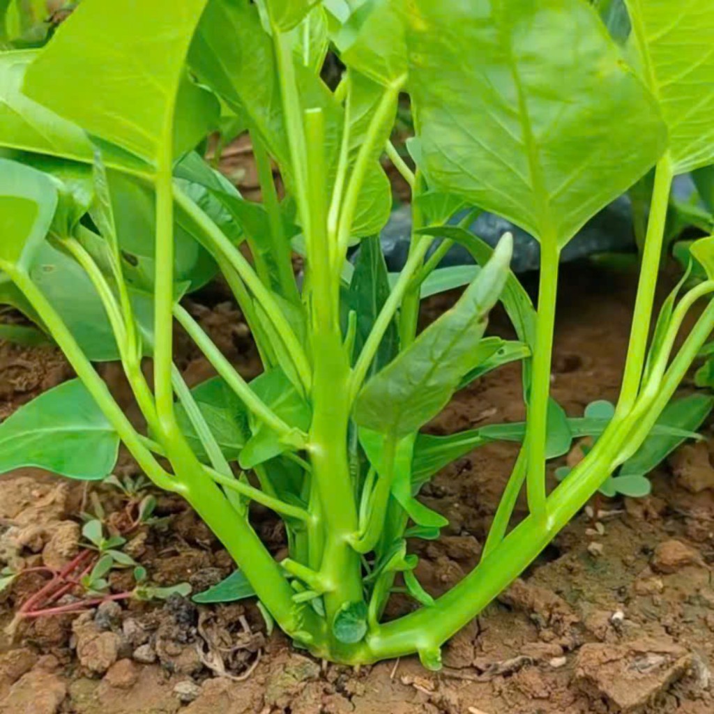 HẠT GIỐNG RAU MUỐNG BA CHẠC NHẬP KHẨU – NGỌN GIÒN, DỄ TRỒNG, NĂNG SUẤT CAO