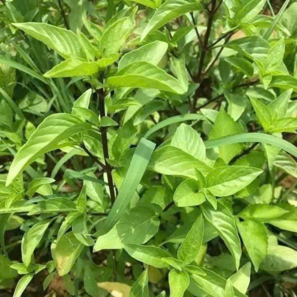 Hạt Giống Húng Quế tím – Thu Hoạch Nhanh, Lá Thơm Lâu