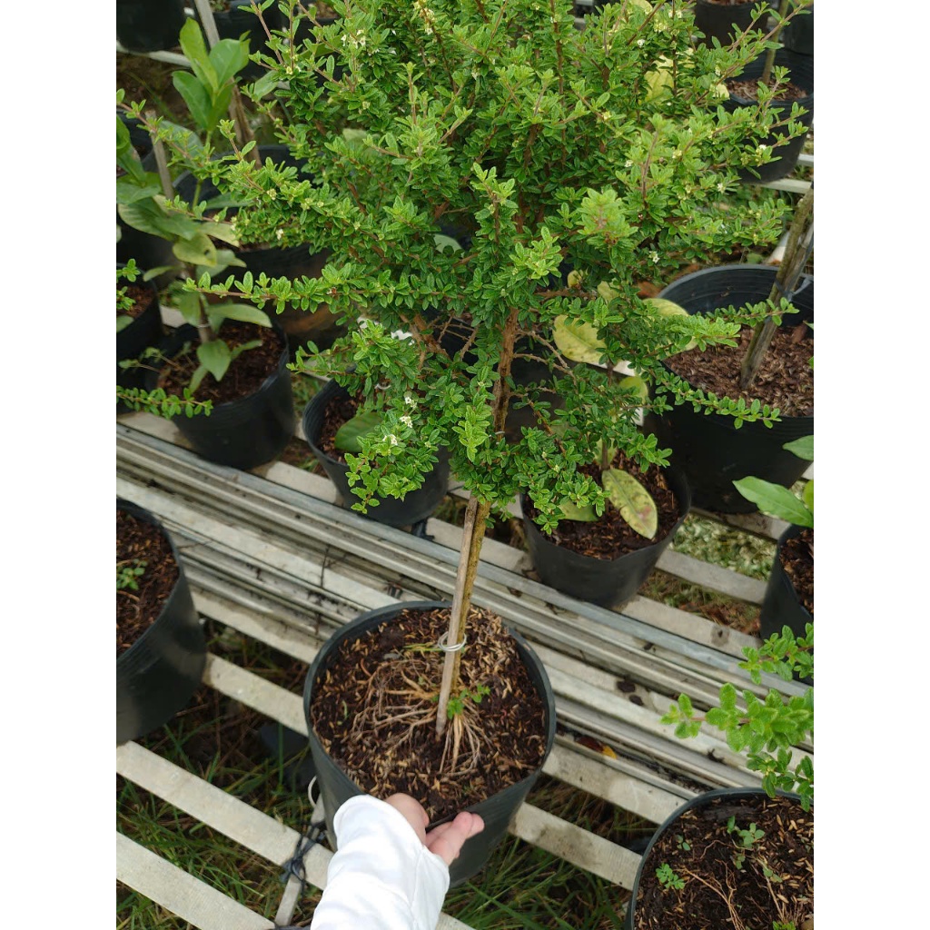 Cây Hàm Hương - chậu cây 1 cốt dáng tree 3 năm tuổi - cây tỏa mùi thơm như cây hương thảo