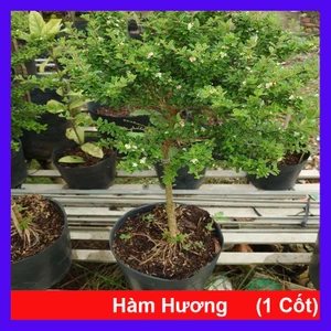 Cây Hàm Hương - chậu cây 1 cốt dáng tree 3 năm tuổi - cây tỏa mùi thơm như cây hương thảo