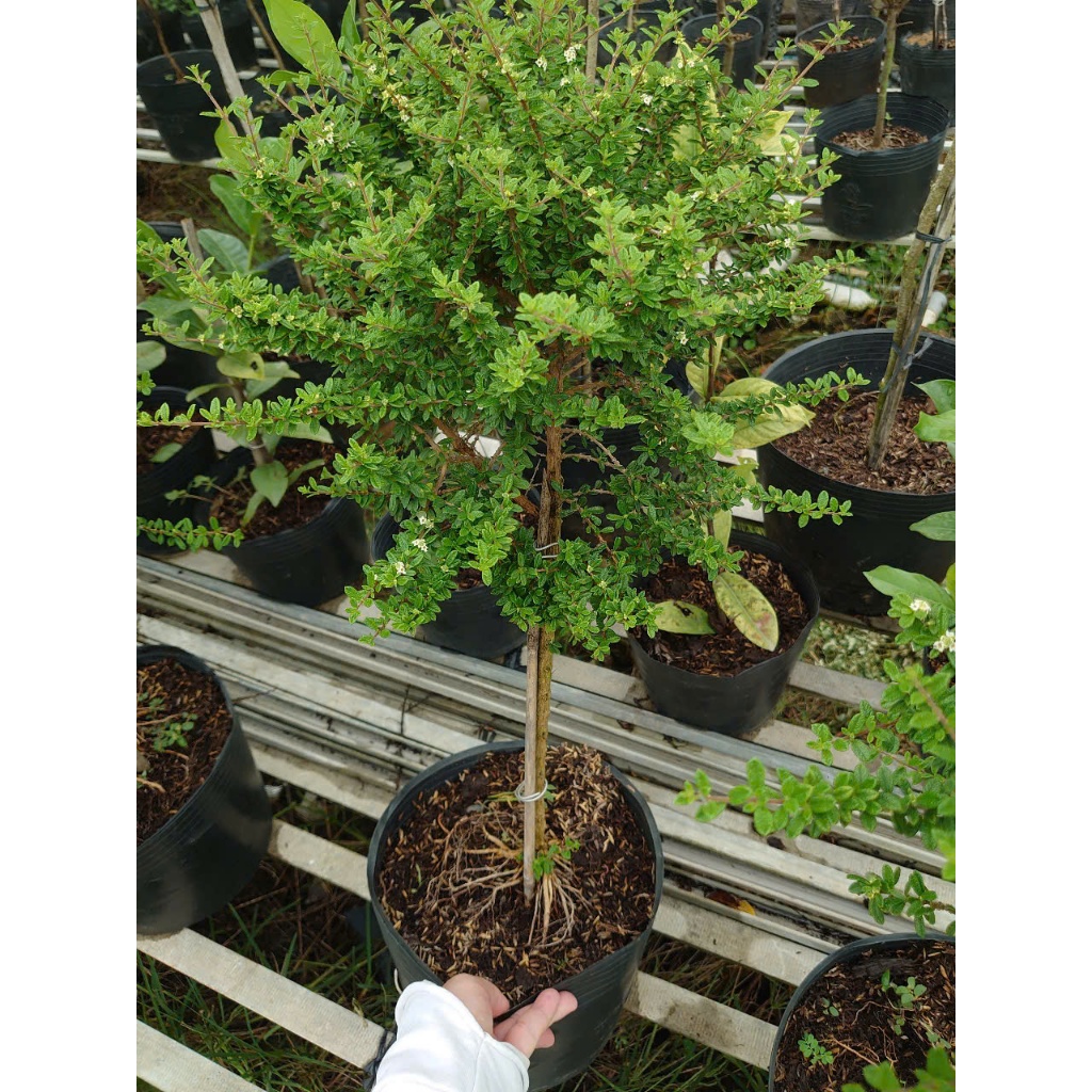 Cây Hàm Hương - chậu cây 1 cốt dáng tree 3 năm tuổi - cây tỏa mùi thơm như cây hương thảo