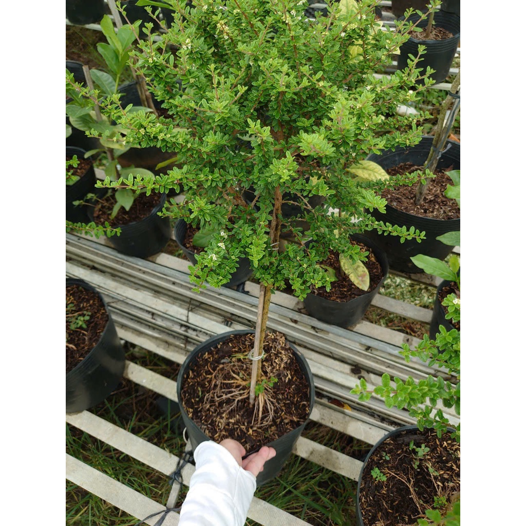 Cây Hàm Hương - chậu cây 1 cốt dáng tree 3 năm tuổi - cây tỏa mùi thơm như cây hương thảo