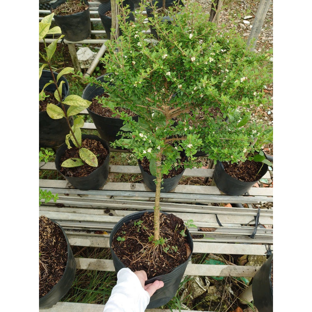 Cây Hàm Hương - chậu cây 1 cốt dáng tree 3 năm tuổi - cây tỏa mùi thơm như cây hương thảo
