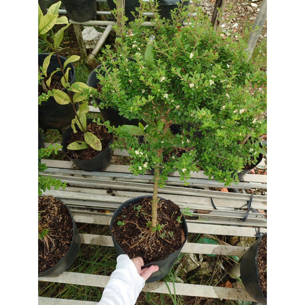 Cây Hàm Hương - chậu cây 1 cốt dáng tree 3 năm tuổi - cây tỏa mùi thơm như cây hương thảo