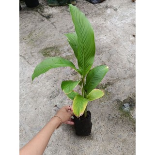 Bầu cây giống củ lùn, siêu củ, dễ trồng