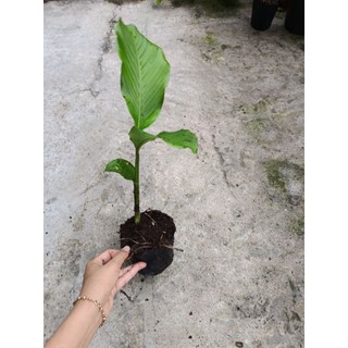 Bầu cây giống củ lùn, siêu củ, dễ trồng