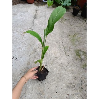 Bầu cây giống củ lùn, siêu củ, dễ trồng