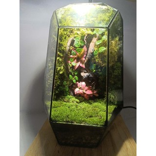 Terrarium set up sẵn " Phù Sinh Nhất Mộng " Quà tặng đồng nghiệp ý nghĩa trang trí bàn làm việc