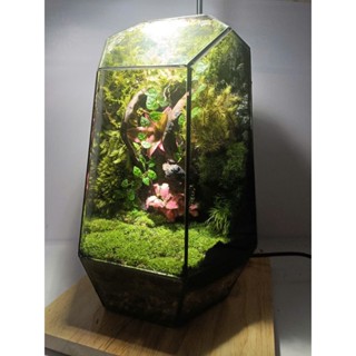 Terrarium set up sẵn " Phù Sinh Nhất Mộng " Quà tặng đồng nghiệp ý nghĩa trang trí bàn làm việc
