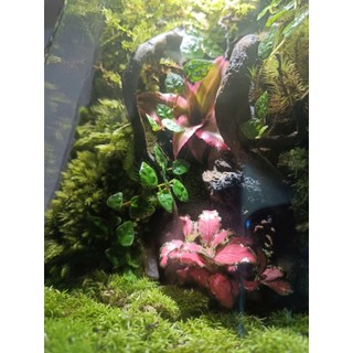 Terrarium set up sẵn " Phù Sinh Nhất Mộng " Quà tặng đồng nghiệp ý nghĩa trang trí bàn làm việc