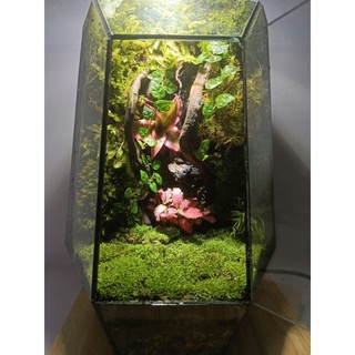Terrarium set up sẵn " Phù Sinh Nhất Mộng " Quà tặng đồng nghiệp ý nghĩa trang trí bàn làm việc