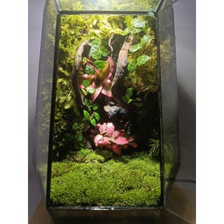 Terrarium set up sẵn " Phù Sinh Nhất Mộng " Quà tặng đồng nghiệp ý nghĩa trang trí bàn làm việc