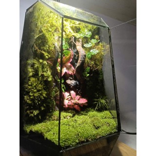 Terrarium set up sẵn " Phù Sinh Nhất Mộng " Quà tặng đồng nghiệp ý nghĩa trang trí bàn làm việc