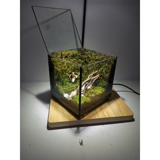 Terrarium " Rừng Thiên " quà tặng dành cho các cặp đôi ý nghĩa và lãn mạn
