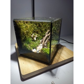 Terrarium " Rừng Thiên " quà tặng dành cho các cặp đôi ý nghĩa và lãn mạn